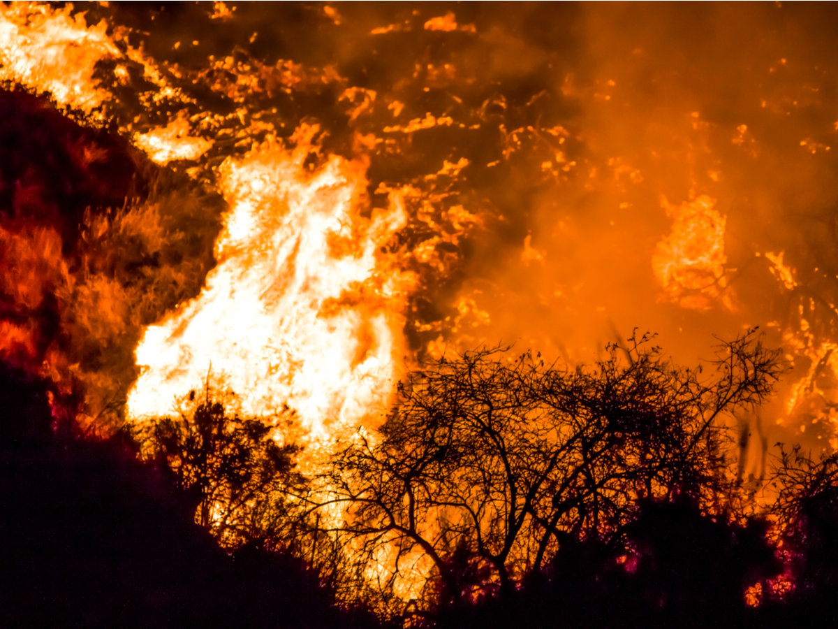 Wildfire raging in the background with silhouette of trees in the foreground. Sky is dark and filled with smoke.