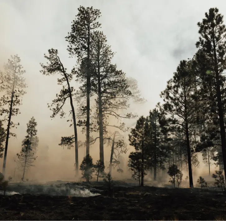 Trees stand amongst smoke in the remnants of a forest fire. Smoke fills the whole sky and obstructs view of most of the background.